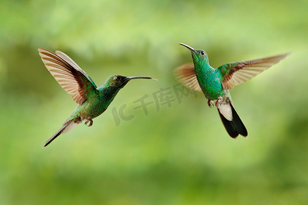 自然界摄影照片_白嘴水鸟、水牛、来自哥伦比亚的绿蜂鸟、紧邻美丽红花的绿鸟、热带绿色森林的动作片摄食场景、自然界的动物栖息地.