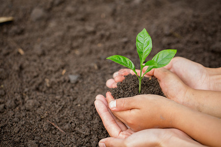 儿童小女孩和家长手牵着年轻的植物在一起作为拯救世界的概念, 种一棵树, 世界环境日. 