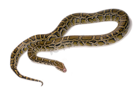 python 蛇特写，孤立上白色