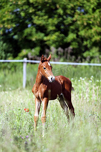 一个星期老美丽的马驹独自站立在夏天牧场地