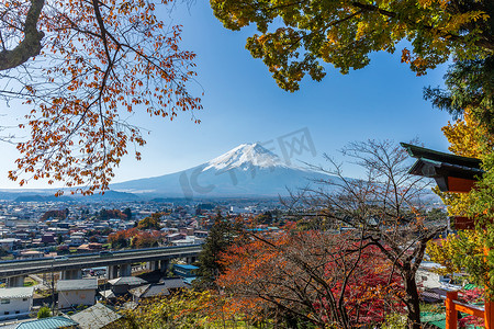 山富士、 槭树