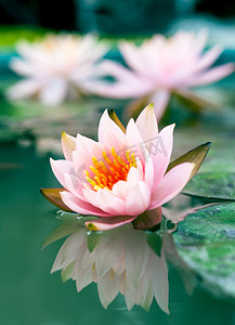 池塘里美丽的粉红水百合或荷花