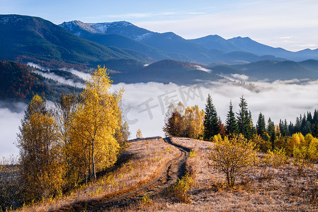 风景如画的山路。秋天的风景带着晨雾.山上美丽的森林。黄叶接枝
