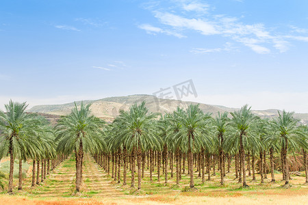 沙漠和绿洲摄影照片_中东沙漠中的椰枣果园人工绿洲