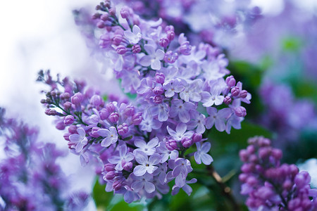 紫摄影照片_一束紫丁香花