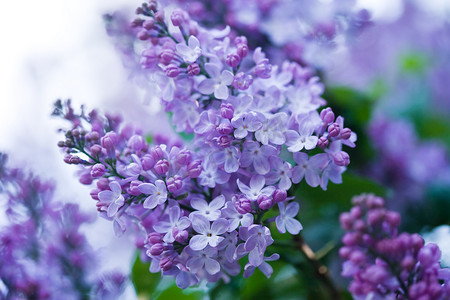 丁香花信纸摄影照片_一束紫丁香花