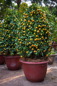 Tet 金橘树农历新年假期的符号