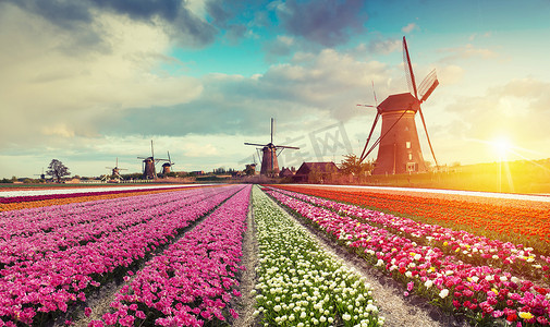 荷兰，欧洲，赞斯，运河附近有郁金香、传统杜鹃风磨坊和房屋的景观