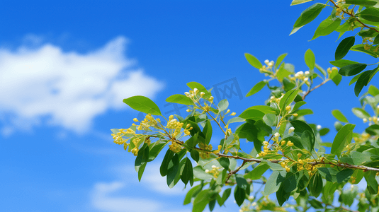 中秋节桂花树摄影照片_桂花树桂花枝摄影