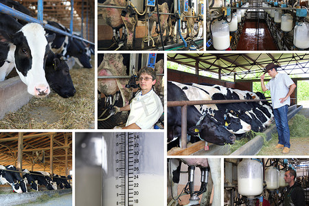 mjölkgård, collage