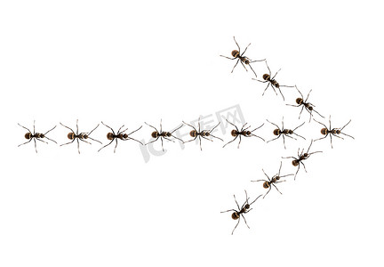 蚂蚁走进一个箭头