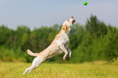 球和球摄影照片_拉布拉多狗跳球