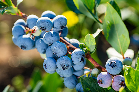 灌木上新鲜的有机蓝莓。关闭背景