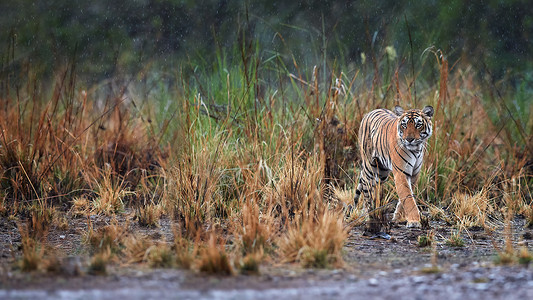 虎妞妞摄影照片_全景照片的野生孟加拉虎，虎在大雨中.