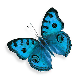 蓝色蝴蝶（花色的孔雀鱼），在白色背景下隔离