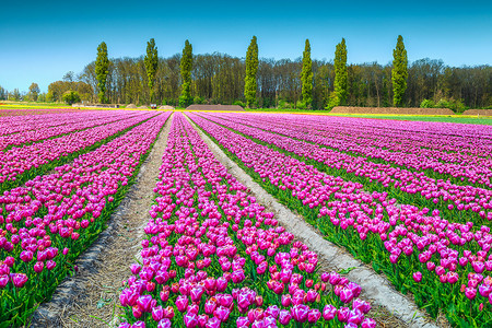 梦幻郁金香摄影照片_梦幻般的春天景观与粉红色的郁金香领域在荷兰, 欧洲 