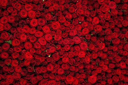 红色玫瑰背景摄影照片_红色玫瑰纹理和背景