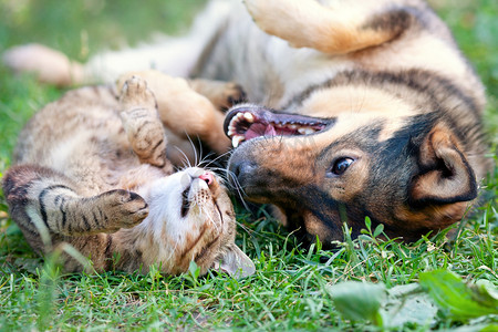 狗和猫一起玩 outdoor.lying 背面在一起