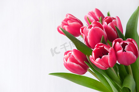 Spring banner. Purple pink tulip bouquet on the white background. Easter and spring greeting card. Woman day concept. Copyspace for text