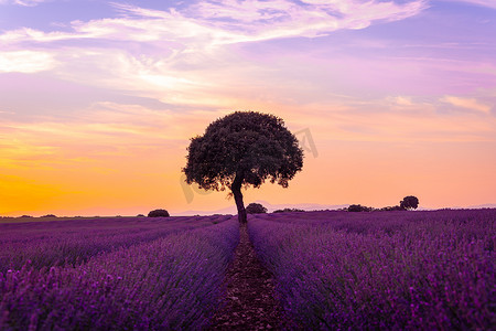 Natural landscape of a lavender field at sunset, Brihuega. Guadalajara, Spain.