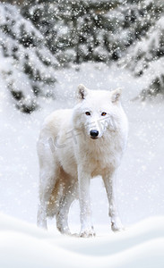 在自然中的北极狼冬季