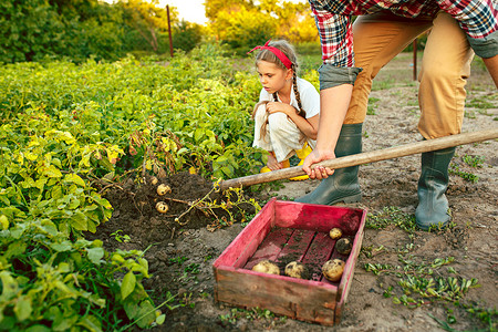 农业、园艺、农业和人的概念-在花园或农场种植马铃薯的年轻人