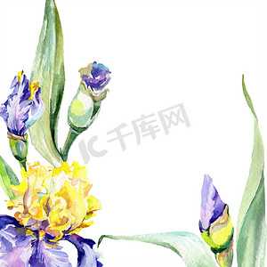 背景紫色黄色虹膜。手绘植物花。水彩背景插图集。水彩画时尚水族馆.