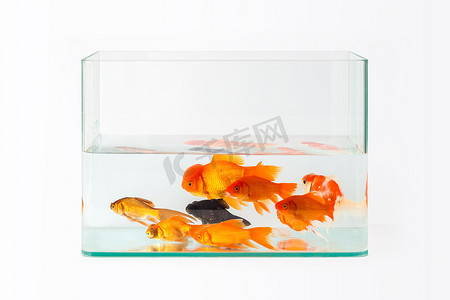 金鱼简图摄影照片_分离金鱼的玻璃鱼缸