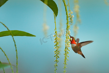 开着花的蜂鸟.香喷喷的蜂鸟，斑潜鸟，自然界中的小鸟栖息地。来自哥斯达黎加的最小的鸟儿，在美丽的橙花旁飞翔，热带森林.