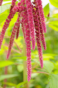 苋菜 (Love-Lies-Bleeding) 在花床上