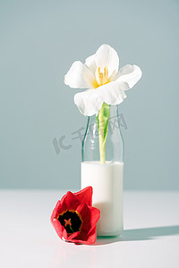 美丽的白色郁金香花玻璃瓶与牛奶和红色一个灰色
