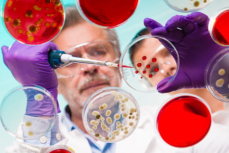 生命科学高级研究人员嫁接细菌.