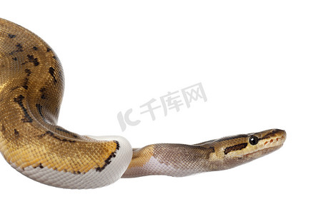条纹球摄影照片_女条纹特写皮耶皇家 python，球蟒蛇，蟒蛇丽君，14 个月大，在白色背景前