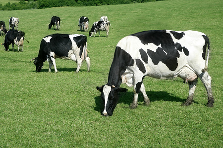 黑色和白色牛吃绿色草原