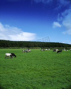 荷尔斯泰因 fresian 牛附近 suir co 沃特福德，爱尔兰上卡里克