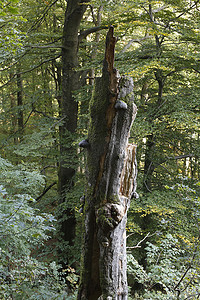 老死树, Rhoen, 黑森, 德国, 欧洲