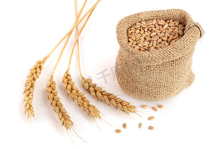 小麦穗和小麦籽粒中孤立的白色背景上的麻布袋