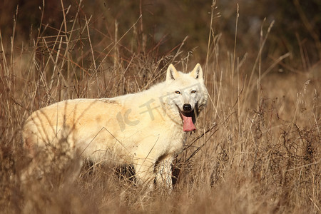 一种生长在森林前干草中的北极狼（金丝雀狼） 。 平静美丽的北极狼猫科动物.