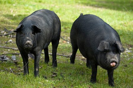 黑色的猪摄影照片_两个黑色的伴侣