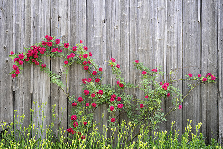 roses摄影照片_Roses on timber wall background. Old wood boards with climbing blooming red rose