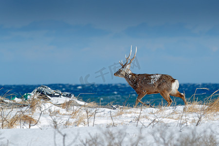 冬的野生动物摄影照片_北海道梅花鹿, 鹿日本 yesoensis, 在雪地草甸, 碧波荡漾的碧海背景。动物与鹿角在自然栖息地, 冬景, 北海道, 野生动物自然, 日本.