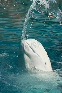 扔摄影照片_白鲸从其嘴里扔水