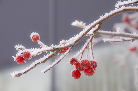 俄罗斯冬天。雪中的浆果