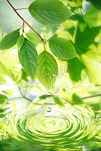 绿色的树叶和水滴