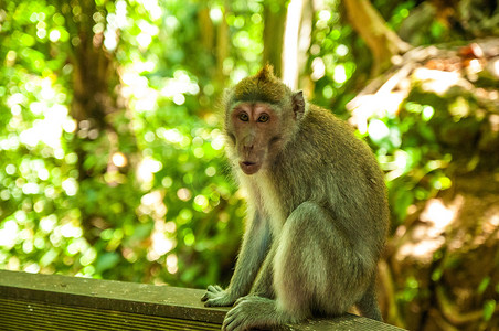 野生动物中的动物。森林里的猴子寺庙里的猴子好斗的猴子.