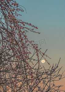 李树摄影照片_日本李树盛开，满月在渐变的天空中，像落日时的植树.