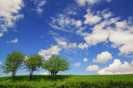 三棵孤独的绿树对着深蓝的天空