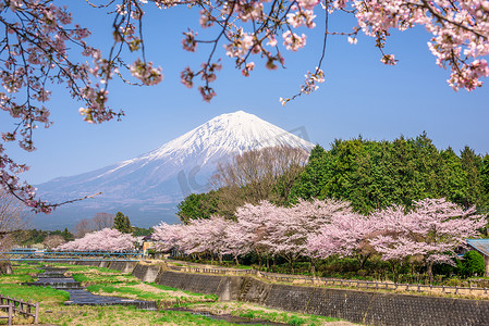 富士山在春天