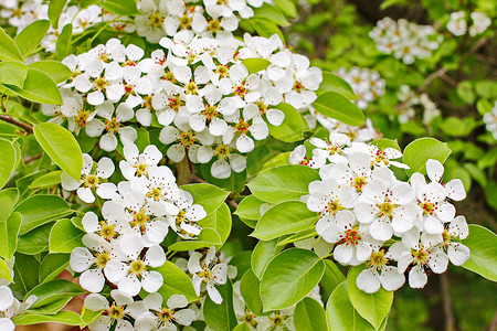 奇形怪状美丽的许多树枝白花，苹果芽花园春天里开着开满了种子的部分植物，雄蕊，花梗，周围环绕着色彩艳丽的花冠，花瓣