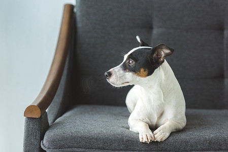 狗躺摄影照片_杰克罗素猎犬狗躺在沙发上在家